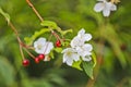 Abnormal flowering of an apple tree in autumn on branches with mature apples. A consequence of global warming. Royalty Free Stock Photo