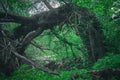 Abnormal frightening scary fallen big tree in a dense forest in the form of a gate. Entrance door to dark forest thicket Royalty Free Stock Photo