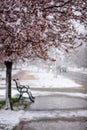 Abnormal natural phenomenon, snowfall at spring during tree blossoming season. Anomaly weather and climate change concept Royalty Free Stock Photo