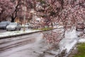 Abnormal natural phenomenon, snowfall at spring during tree blossoming season. Anomaly weather and climate change concept Royalty Free Stock Photo