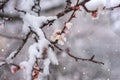 Abnormal natural phenomenon, snowfall at spring during tree blossoming season. Anomaly weather and climate change concept Royalty Free Stock Photo