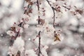 Abnormal natural phenomenon, snowfall at spring during tree blossoming season. Anomaly weather and climate change concept Royalty Free Stock Photo