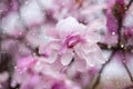 Abnormal natural phenomenon, snowfall at spring during tree blossoming season. Anomaly weather and climate change concept Royalty Free Stock Photo