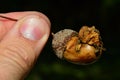 Abnormal structure on acorn of oak tree Quercus family called Acorn Knopper Gall