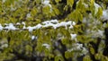 Abnormal weather. Snow in late April. In the trees, green leaves and flowers