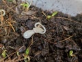 The abnormal white sunflower sprout growing in the soil.