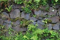 Abondoned Stone Wall with Wild Vegetation