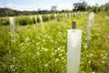 Aboretum in the nature, growth shelters for microclimate and tree protection