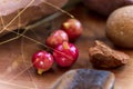 Aboriginal bush food closeup