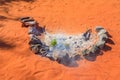 Aboriginal smoking ceremony Royalty Free Stock Photo