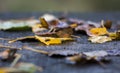 Abounded picnic table in forest Royalty Free Stock Photo