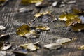 Abounded picnic table in forest Royalty Free Stock Photo