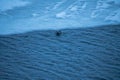 Seal head looking straight ahead and swimming next to a glacial JÃ¶kulsÃ¡rlÃ³n lake on a cloudy and rainy day