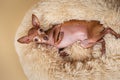 Cute little pedigreed dog relaxing on bed Royalty Free Stock Photo