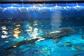 Above Aquarium view of a Whale Shark Royalty Free Stock Photo