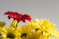 From above bright blossom red and yellow gerbera flowers with delicate petals around center disc in daylight against gray