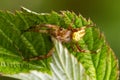 from above of the Caucasian small cross spider Araneus diadematus with a cross on its back in a web on a tree leaf in Royalty Free Stock Photo