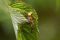 from above of the Caucasian small cross spider Araneus diadematus with a cross on its back in a web on a tree leaf in Royalty Free Stock Photo