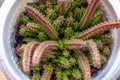 Close up of a cactus huernia keniensis