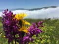 Above the clouds in Trabzon Sultan Murat Plateau Royalty Free Stock Photo