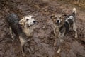 Very dirty and wet mixed breed shepherd dogs Royalty Free Stock Photo