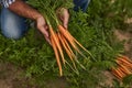 Crop farmer with carrots in garden