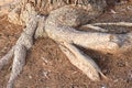 Above ground roots of an old pine tree