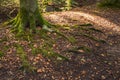 Above-ground tree roots with serpentine forms and overgrown with Royalty Free Stock Photo