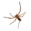 Above Huntsman Spider  white background with clipping path Royalty Free Stock Photo