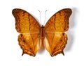 Above, insect and butterfly in studio for taxidermy, art and decoration against a white background. Top view, bug and