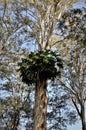 Above Philodendron bipinnatifidum growing on the eucalyptus trunk in the park Royalty Free Stock Photo