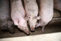 Above photo of mighty pig sows in the barn Royalty Free Stock Photo