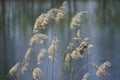 Above the Plavno lake in the Berezinsky nature reserve. Royalty Free Stock Photo