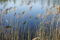 Above the Plavno lake in the Berezinsky nature reserve. Reeds on the background of the reflection of the sky in the water. Royalty Free Stock Photo