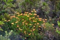 Above shot of orange protea flowers growing outside in their natural habitat. Plant life and vegetation growing and