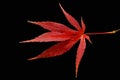 Above shot of red Canadian maple leaf in autumn isolated on black background in studio. Promise of balance, love Royalty Free Stock Photo