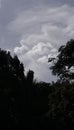 Above is the skies and leaves of the tree is waiting the rain to pour.