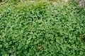 Above top view carpet of green clover leaves in the grass with dew drops on the leaves. Royalty Free Stock Photo
