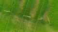 Aerial view on high pressure agricultural water sprinkler, sprayer, sending out jets of water to irrigate corn farm crops Royalty Free Stock Photo