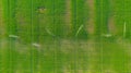 Aerial view on high pressure agricultural water sprinkler, sprayer, sending out jets of water to irrigate corn farm crops Royalty Free Stock Photo