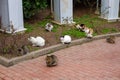 Cats sitting at yard in Istanbul