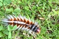 Anthelid acuta moth caterpillar crawling on green garden grass