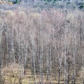 Above view of bare birch grove in forest in spring Royalty Free Stock Photo