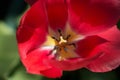 Above view of a bright red tulip flower, Tulipa, blooming in the springtime, close-up view Royalty Free Stock Photo