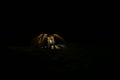 Above view of a brown tarantula showing the many legs with plenty of copyspace in the black background