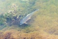 above view of carp fish in Yi river Royalty Free Stock Photo