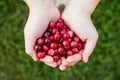 Above view of child hands holding pile of fresh red cranberries known as Vaccinium oxycoccos or marshberry picked from marsh.