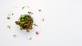 Above view at different microgreens at white background Royalty Free Stock Photo