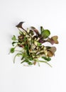 Above view at different microgreens at white background Royalty Free Stock Photo