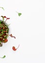 Above view at different microgreens at white background. Royalty Free Stock Photo